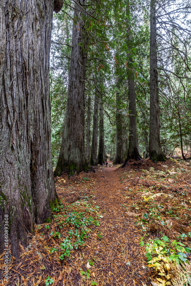 Western Red Cedar Trees (Thuja plicata) in the Hobo Cedar Grove Botanical Area, ID
