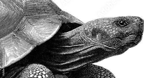 Lino cut print style illustration of wandering tortoise for art and design.