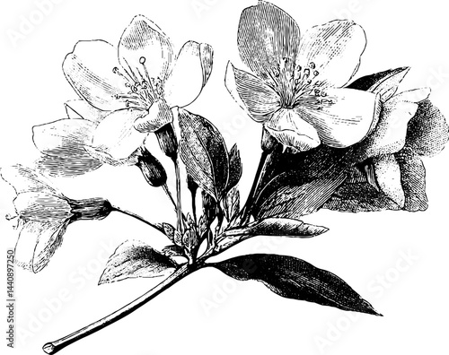 Engraved elegance: detailed illustration of botanical boutonniere with petals and leaves for artistic prints.