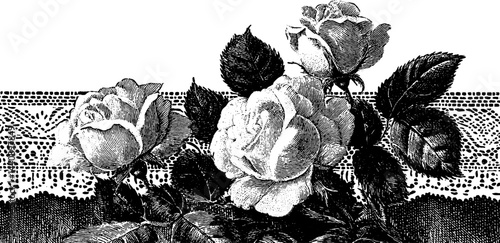 Wallpaper Mural Vintage botanical illustration with lace trimmed table runners for elegant home decor. Torontodigital.ca