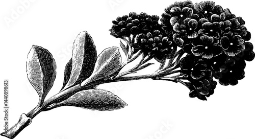 Intricate engraved floral brooch design for fashion accessories and crafts.