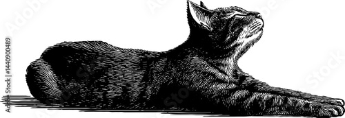 Engraved illustration of a cat stretching lazily for art and design