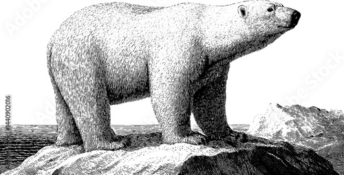 Engraved illustration of a raccoon holding a pint with detailed fur texture