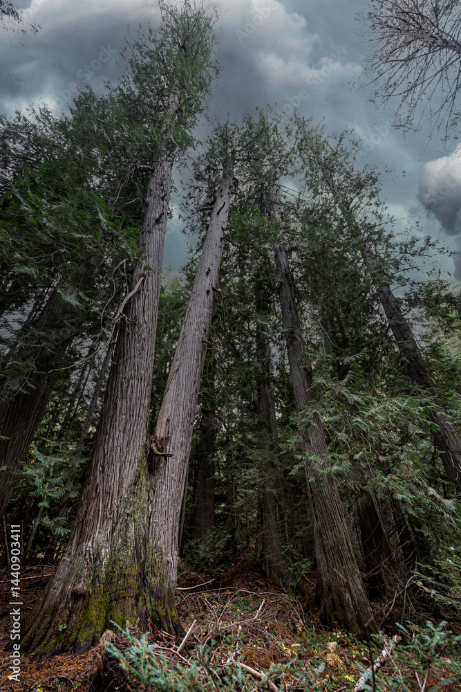 Western Red Cedar Trees (Thuja plicata) in the Hobo Cedar Grove Botanical Area, ID