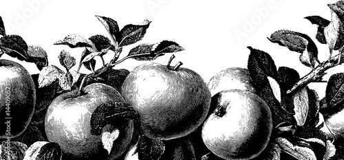 Vintage 1950s woodcut style black and white illustration of apples on branch