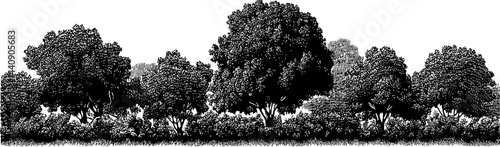 Vintage 1950s woodcut style black and white forest landscape illustration