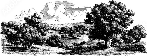 Vintage 1950s woodcut landscape in black and white with trees and hills