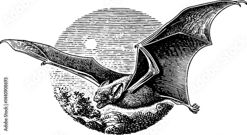 Engraved bat flying over crescent moon illustration for gothic design
