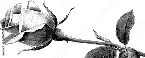 Engraved black rose with thorns - detailed botanical art for design and decoration