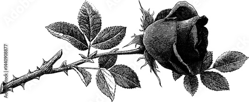 Engraved illustration of a black rose with thorns for art and design
