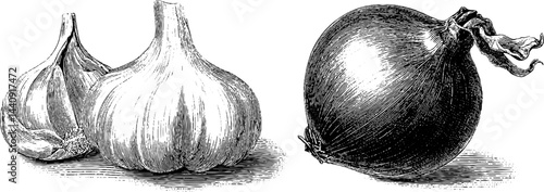 Detailed engraved illustration of garlic and onion combination for culinary design
