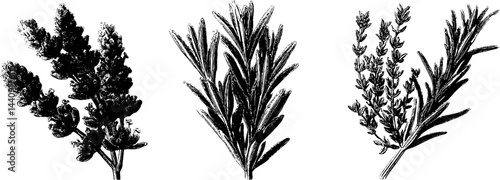 Engraved botanical illustration set featuring lavender and rosemary for herbal design projects