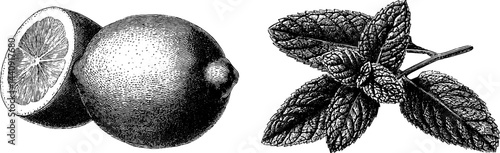 Engraved botanical illustration of lemon and mint leaf for design and print