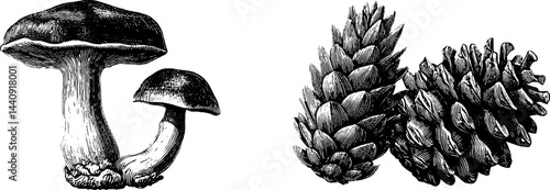 Detailed engraved illustration of mushrooms and pinecones for nature-themed designs