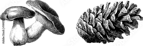 Engraved botanical illustration set featuring mushroom and pinecone for nature design