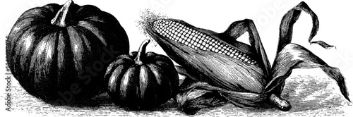Engraved harvest illustration of pumpkin and corn cob set for autumn art and decoration