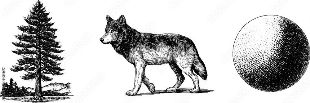 Fototapeta premium Engraved nature set featuring wolf, moon, and pine tree for art and design