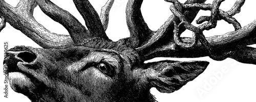 Elegant baroque deer with antlers engraving for classic design and art projects