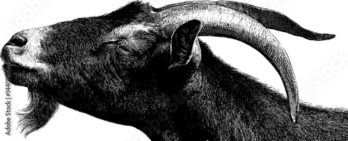 Intricate baroque goat with curled horns in detailed engraving for art and design