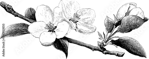 Vintage apple blossom and pet engraving illustration for natural design and decoration