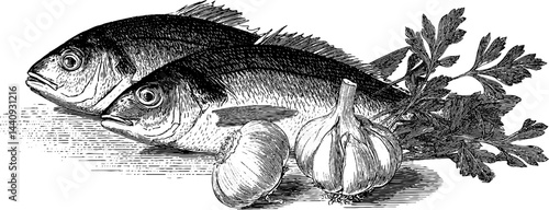 Engraved illustration of grilled fish with parsley and garlic for culinary design