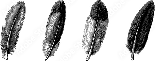 Engraved illustration of hawk feather and owl in nature art collection