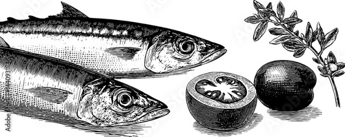Engraved vintage illustration of sardines with tomatoes for culinary design