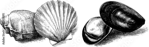 Detailed engraved illustrations of scallop and mussel shells for nautical design projects