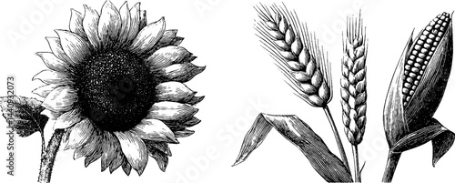 Engraved botanical illustrations of sunflower and corn for artistic design