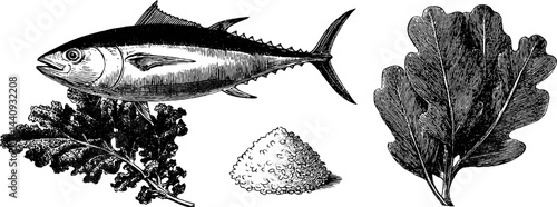 Engraved vintage illustration of tuna and seaweed set for nautical and culinary design