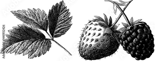 Vintage engraving of wild strawberry and raspberry plants for botanical art