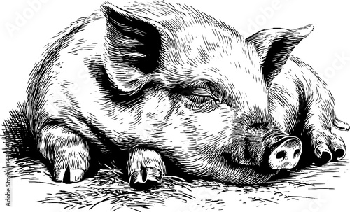 Engraved illustration of sleeping pig in black and white for animal design