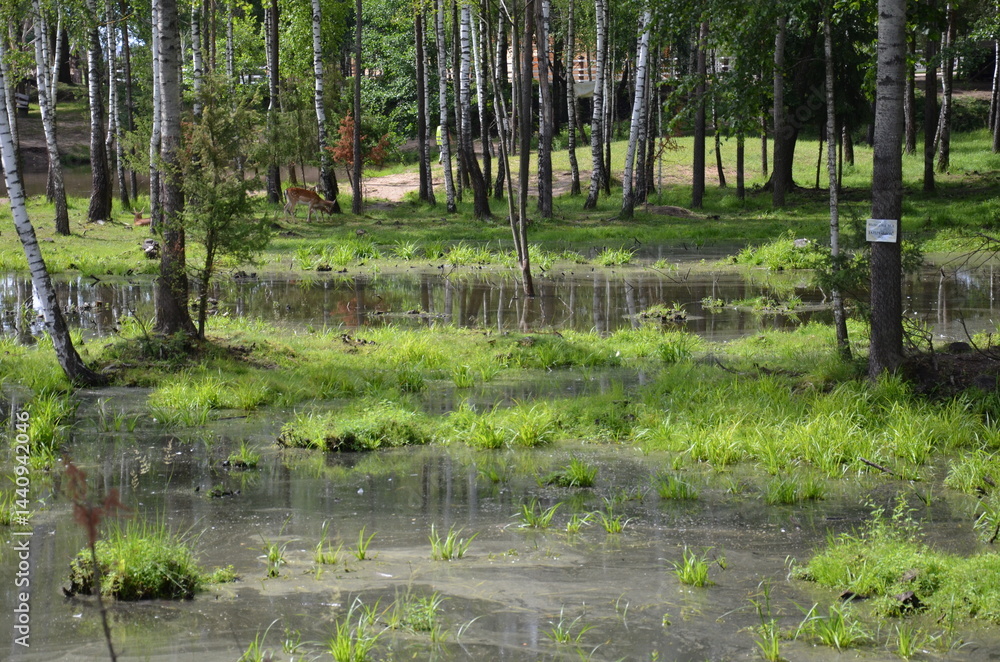 Fototapeta premium lake in the forest