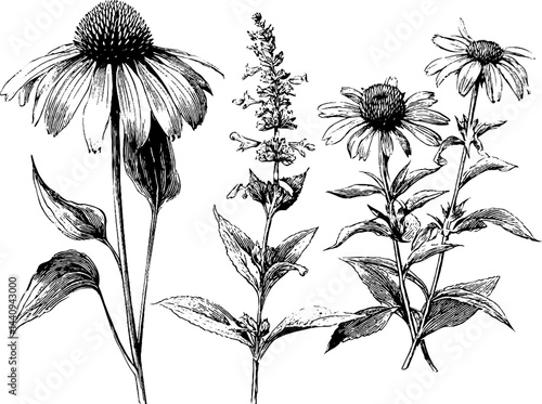 Detailed botanical illustration of echinacea and rudbeck plants for nature design