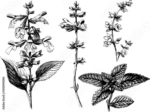 Botanical engraving of sage and thyme flowers for herbal design projects