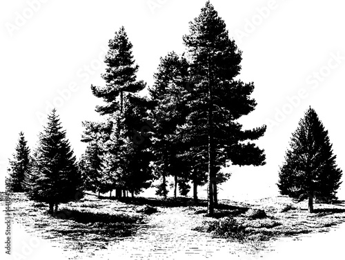 Serene pine forest landscape in engraved style