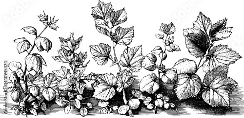 Engraved botanical illustration of hedgerow plants for nature design