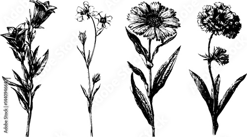 Engraved botanical illustration set featuring bellflower and scabious for nature design