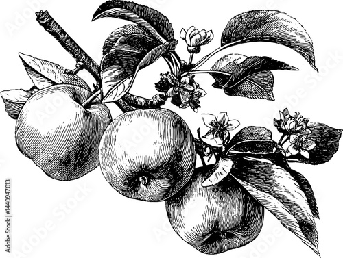 Vintage engraving of orchard apples and blossoms for retro design
