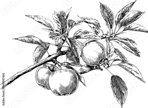 Detailed engraved illustration of an apple tree branch with leaves and fruit