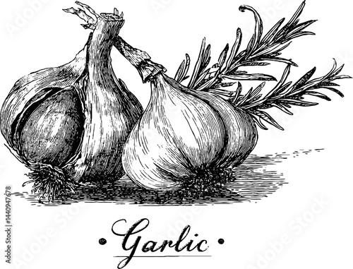 Engraved botanical illustration of onion, garlic bulbs, and foliage for culinary and herbal design