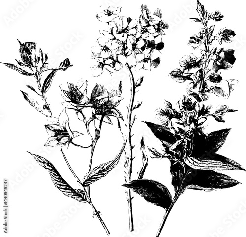 Engraved botanical illustration of lantana and gaura flowers for artistic design