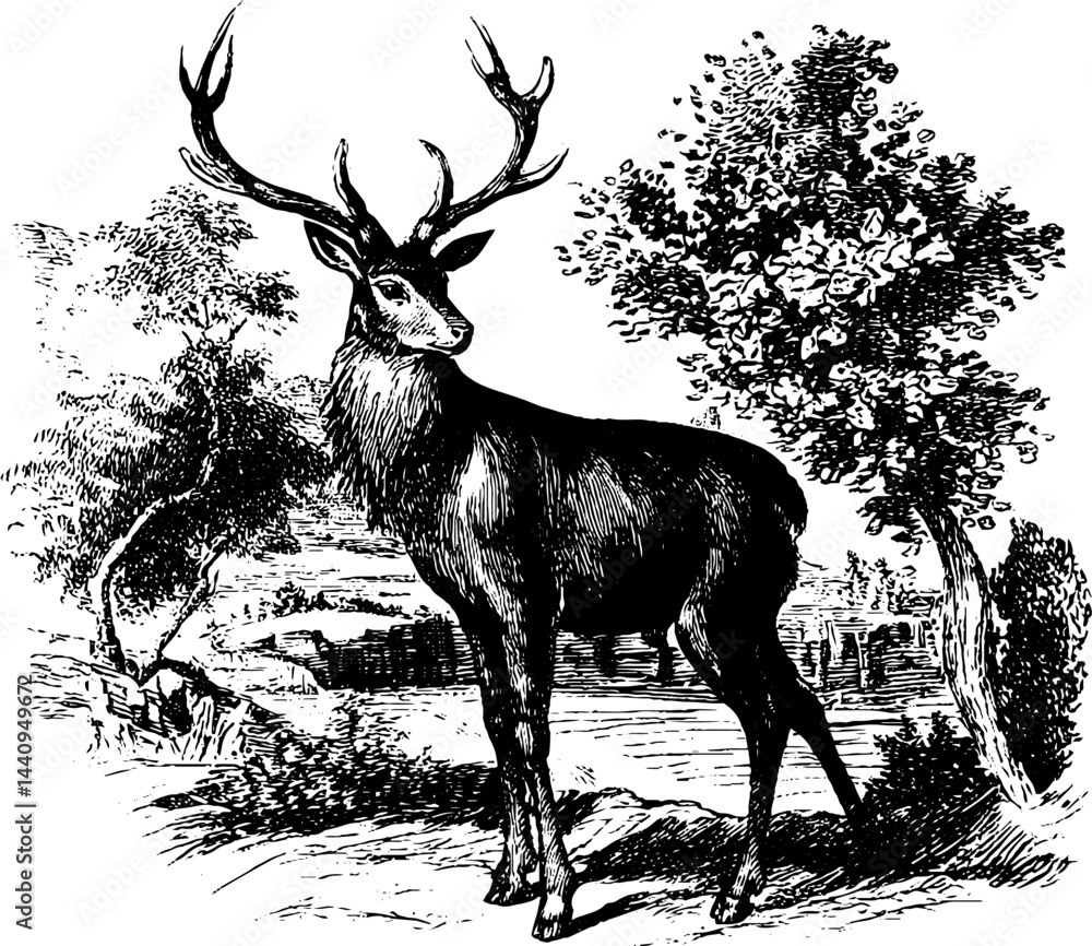 Fototapeta premium Vintage engraved illustration of a majestic wild deer in natural landscape