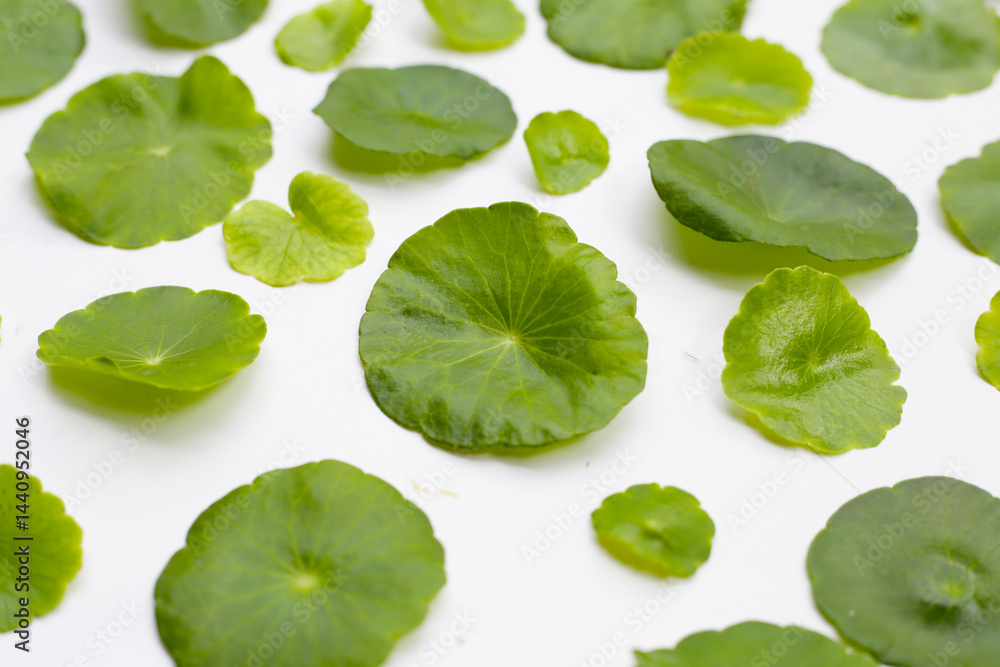 Fototapeta premium Centella asiatica plant (Gotu Kola) Fresh herb leaves