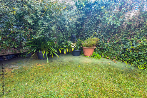 Photograph of water build up around potted plants and shrubbery in a domestic garden after excessive rainfall in the Blue Mountains in NSW, Australia.