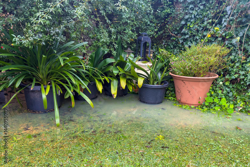 Photography Photograph of water build up around potted plants and shrubbery in a domestic garden after excessive rainfall in the Blue Mountains in NSW, Australia
