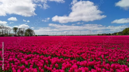 Wallpaper Mural Aerial drone view of tulip fields and windmills in the Netherlands during spring. This beautiful landscape showcases renewable energy thriving in nature.  Torontodigital.ca
