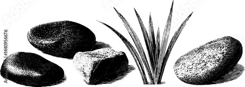 Engraved illustration set featuring pebble stones and wood elements for nature-inspired design