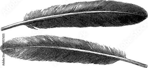 Vintage engraved feather illustration for historical document design