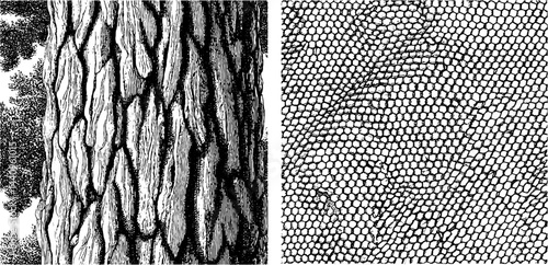 Detailed engraved illustrations of tree bark and chainmail textures for design projects